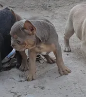 Ezekiel, a male French Bulldog for sale in North Las Vegas, NV – Photo 3 of 10