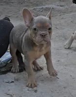 Ezekiel, a male French Bulldog for sale in North Las Vegas, NV – Photo 2 of 10