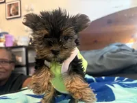 Lady zee, a female Yorkshire Terrier for sale in North Las Vegas, NV – 4 of 5