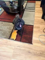 Toby, a male Mal Shi for sale in Durham, NC – 6 of 10
