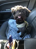 Toby, a male Mal Shi for sale in Durham, NC – 3 of 10
