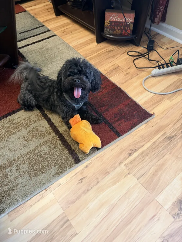 Toby – Mal Shi puppy for sale in Durham, NC