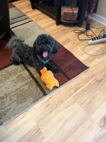 Toby, a male Mal Shi for sale in Durham, NC – 1 of 10