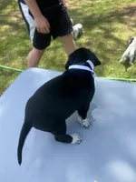 White Male , a male Dalmatian and German Shorthaired Pointer for sale in Vassar, MI – 6 of 6