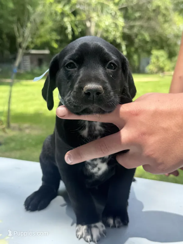 Blue Girl  – Dalmatian, German Shorthaired Pointer puppy for sale in Vassar, MI