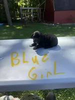 Blue Girl , a female Dalmatian and German Shorthaired Pointer for sale in Vassar, MI – 2 of 3