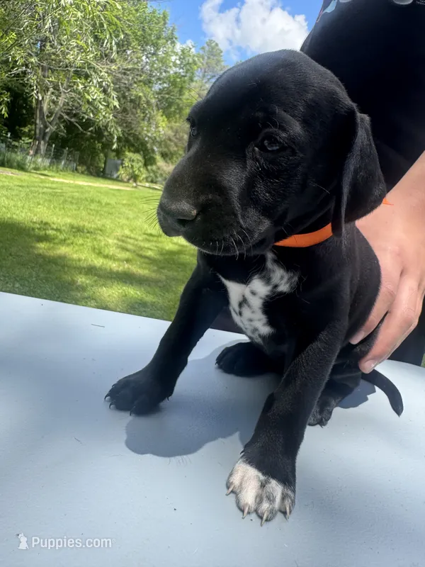 Orange Female  – Dalmatian, German Shorthaired Pointer puppy for sale in Vassar, MI