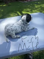 Fish Male , a male Dalmatian and German Shorthaired Pointer for sale in Vassar, MI – 2 of 5