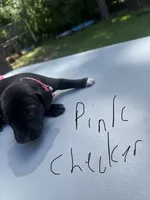 Pink Checker Girl, a female Dalmatian and German Shorthaired Pointer for sale in Vassar, MI – 2 of 4