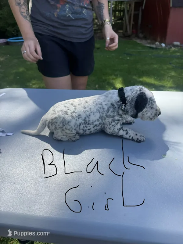 Black Girl – Dalmatian, German Shorthaired Pointer puppy for sale in Vassar, MI