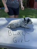Black Girl, a female Dalmatian and German Shorthaired Pointer for sale in Vassar, MI – 1 of 4
