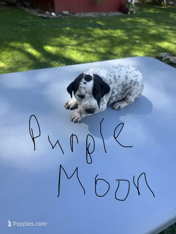 Purple Moon  – Dalmatian, German Shorthaired Pointer puppy for sale in Vassar, MI