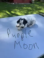Purple Moon , a female Dalmatian and German Shorthaired Pointer for sale in Vassar, MI – 1 of 4
