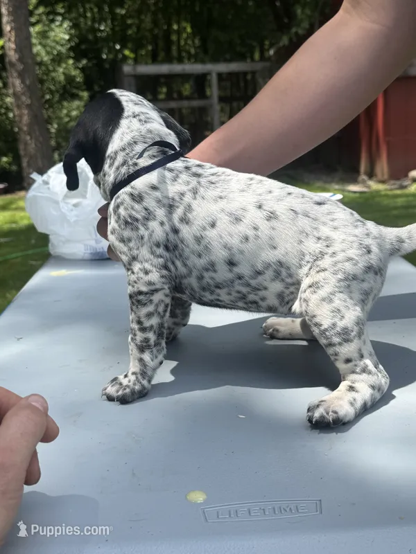 Black Girl – Dalmatian, German Shorthaired Pointer puppy for sale in Vassar, MI