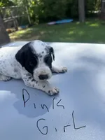 Pink Girl, a female Dalmatian and German Shorthaired Pointer for sale in Vassar, MI – 4 of 4