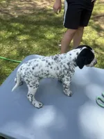 Silver Female , a female Dalmatian and German Shorthaired Pointer for sale in Vassar, MI – 4 of 5