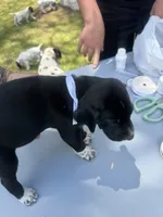 White Male , a male Dalmatian and German Shorthaired Pointer for sale in Vassar, MI – 4 of 6