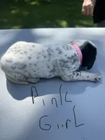 Pink Girl, a female Dalmatian and German Shorthaired Pointer for sale in Vassar, MI – 3 of 4