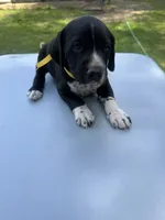 Yellow Male , a male Dalmatian and German Shorthaired Pointer for sale in Vassar, MI – 5 of 5
