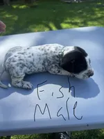 Fish Male , a male Dalmatian and German Shorthaired Pointer for sale in Vassar, MI – 4 of 5