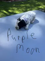 Purple Moon , a female Dalmatian and German Shorthaired Pointer for sale in Vassar, MI – 3 of 4