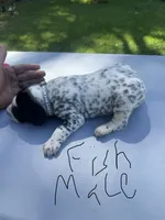 Fish Male , a male Dalmatian and German Shorthaired Pointer for sale in Vassar, MI – 3 of 5
