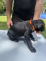Orange Female , a female Dalmatian and German Shorthaired Pointer for sale in Vassar, MI – 4 of 4