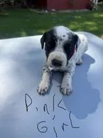 Pink Girl, a female Dalmatian and German Shorthaired Pointer for sale in Vassar, MI – 1 of 4