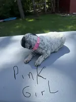 Pink Girl, a female Dalmatian and German Shorthaired Pointer for sale in Vassar, MI – 2 of 4