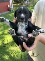 Star Male , a male Dalmatian and German Shorthaired Pointer for sale in Vassar, MI – 2 of 3