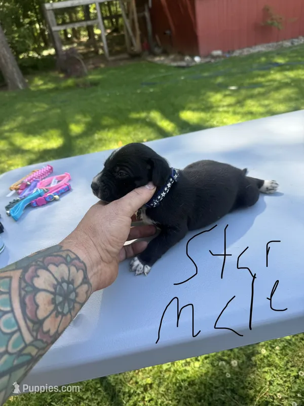 Star Male  – Dalmatian, German Shorthaired Pointer puppy for sale in Vassar, MI