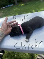 Pink Checker Girl, a female Dalmatian and German Shorthaired Pointer for sale in Vassar, MI – 3 of 4