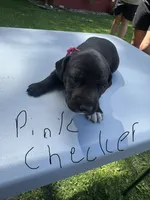 Pink Checker Girl, a female Dalmatian and German Shorthaired Pointer for sale in Vassar, MI – 4 of 4
