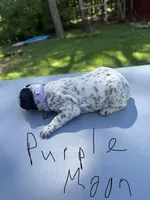 Purple Moon , a female Dalmatian and German Shorthaired Pointer for sale in Vassar, MI – 4 of 4
