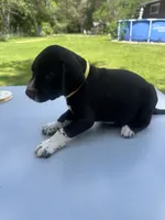 Yellow Male , a male Dalmatian and German Shorthaired Pointer for sale in Vassar, MI – 3 of 5