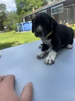 Yellow Male , a male Dalmatian and German Shorthaired Pointer for sale in Vassar, MI – 4 of 5