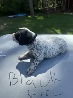 Black Girl, a female Dalmatian and German Shorthaired Pointer for sale in Vassar, MI – 2 of 4