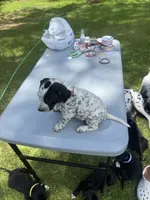 Red Female, a female Dalmatian and German Shorthaired Pointer for sale in Vassar, MI – 5 of 5