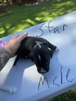 Star Male , a male Dalmatian and German Shorthaired Pointer for sale in Vassar, MI – 3 of 3