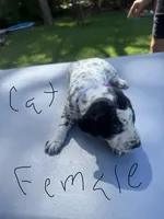 Cat Female, a female Dalmatian and German Shorthaired Pointer for sale in Vassar, MI – 2 of 4