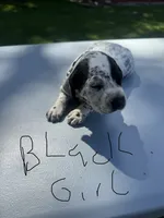 Black Girl, a female Dalmatian and German Shorthaired Pointer for sale in Vassar, MI – 3 of 4