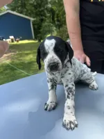 Silver Female , a female Dalmatian and German Shorthaired Pointer for sale in Vassar, MI – 3 of 5