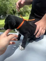 Orange Female , a female Dalmatian and German Shorthaired Pointer for sale in Vassar, MI – 3 of 4