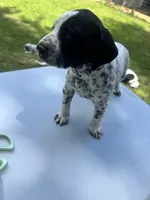 Silver Female , a female Dalmatian and German Shorthaired Pointer for sale in Vassar, MI – 5 of 5