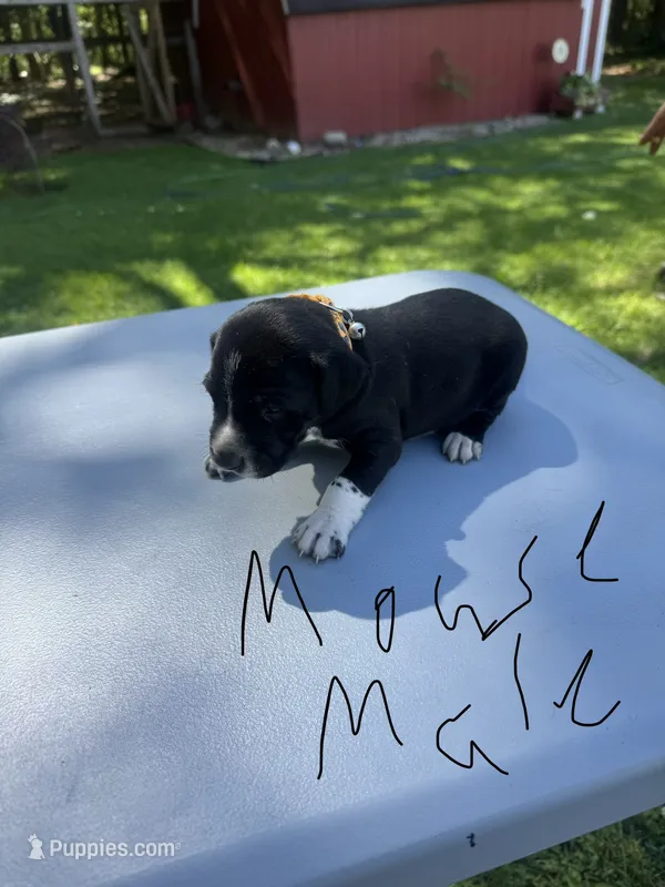 Mouse Male  – Dalmatian, German Shorthaired Pointer puppy for sale in Vassar, MI