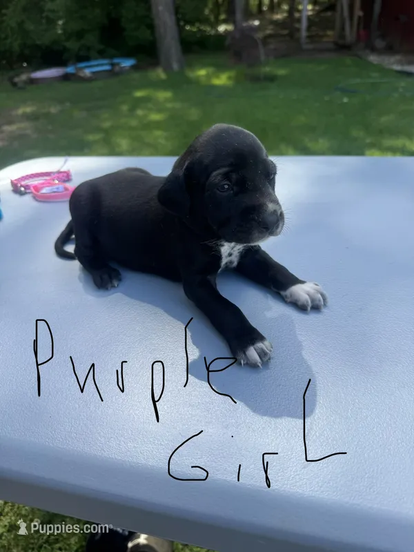 Purple Girl – Dalmatian, German Shorthaired Pointer puppy for sale in Vassar, MI