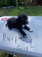 Purple Girl, a female Dalmatian and German Shorthaired Pointer for sale in Vassar, MI – 1 of 3