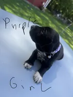 Purple Girl, a female Dalmatian and German Shorthaired Pointer for sale in Vassar, MI – 2 of 3