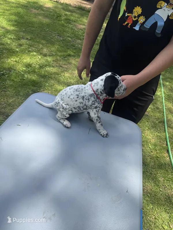 Red Female – Dalmatian, German Shorthaired Pointer puppy for sale in Vassar, MI