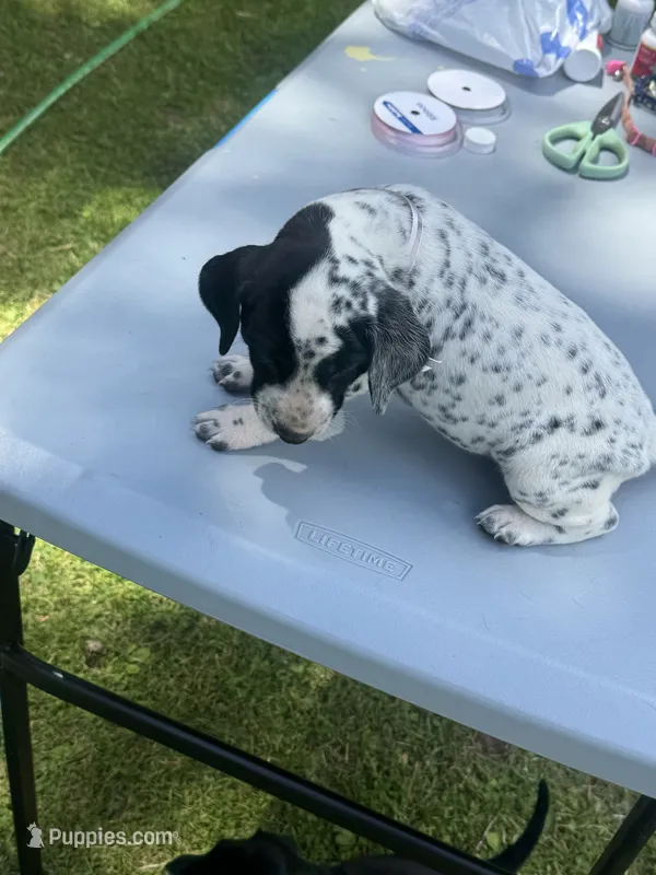 Pink Girl – Dalmatian, German Shorthaired Pointer puppy for sale in Vassar, MI